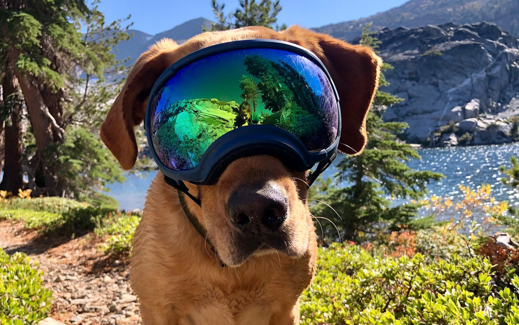 Adventure lab Chancellor Doggles Healthy Real meat natural treats