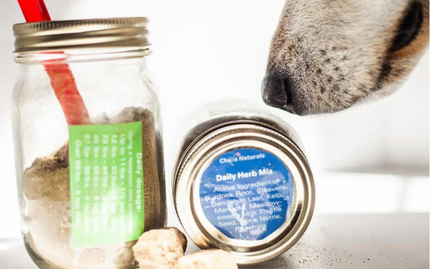 Healthy Dog Supplements for joints, allergies, and stomach digestion