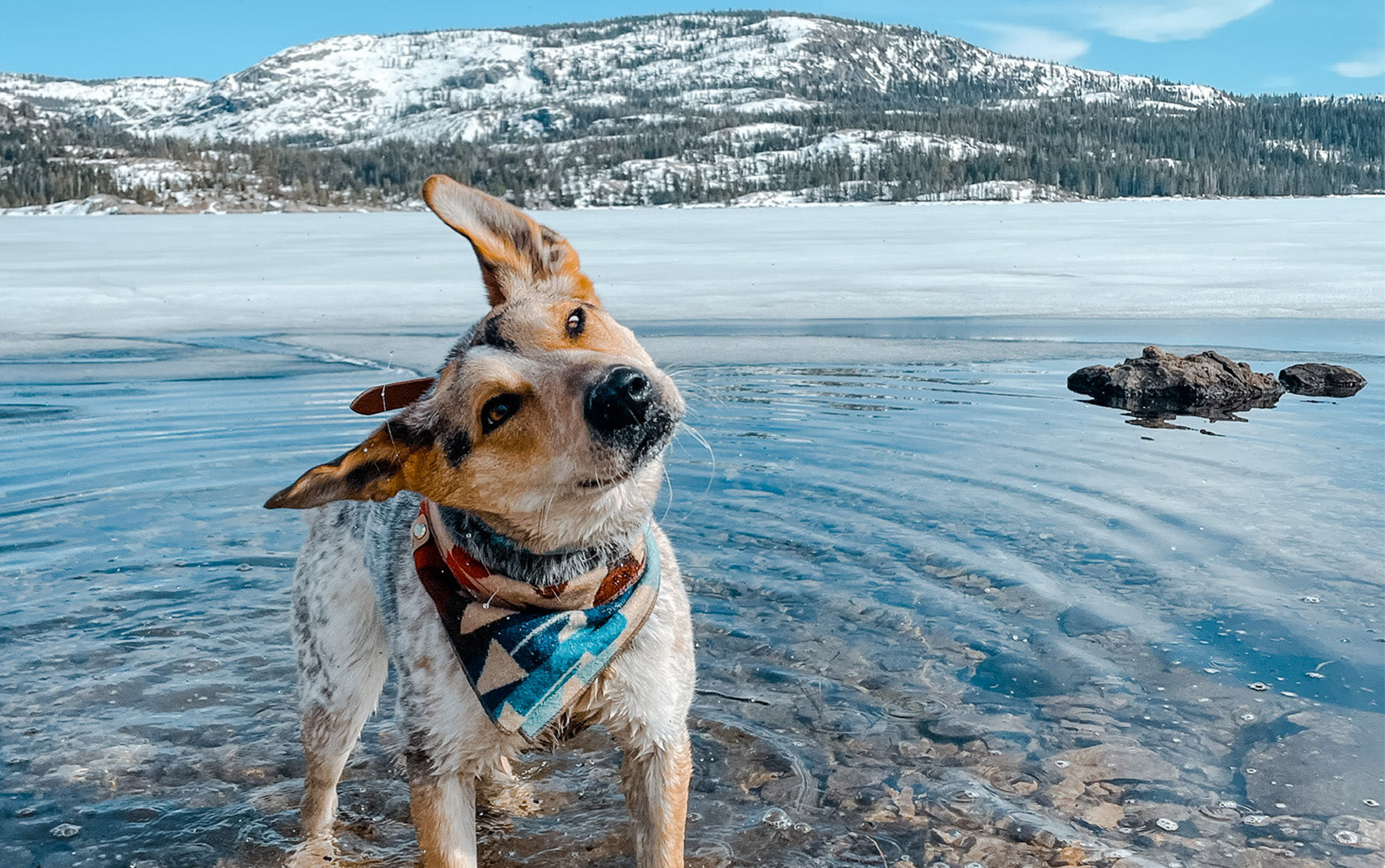 Hoji the Dog Shaking head for natural hiking treat for dogs