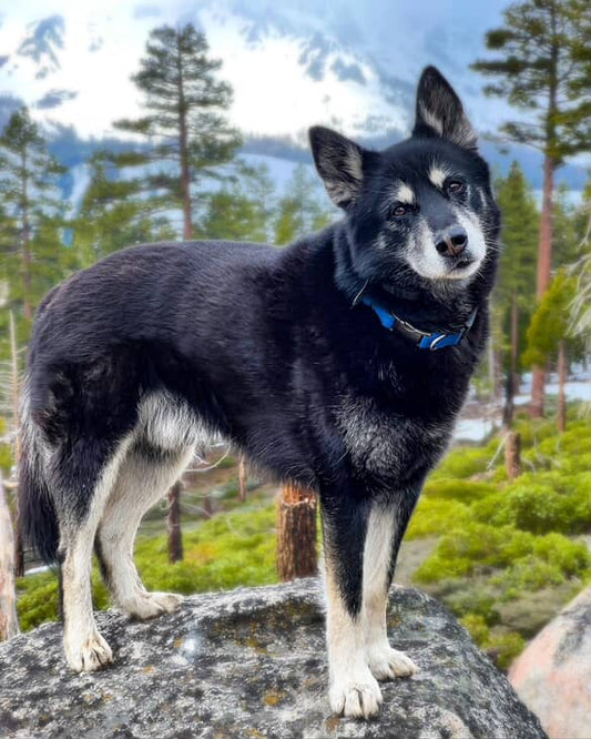 Understanding Food Energetics in Dogs: Cooling vs. Warming Proteins