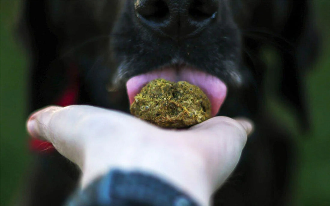 Dog Anxiety and seasonal allergy natural remedy relief