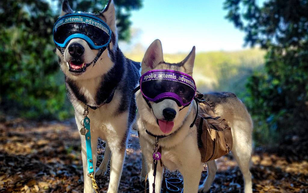 Healthy Dog Treats food and supplements that work
