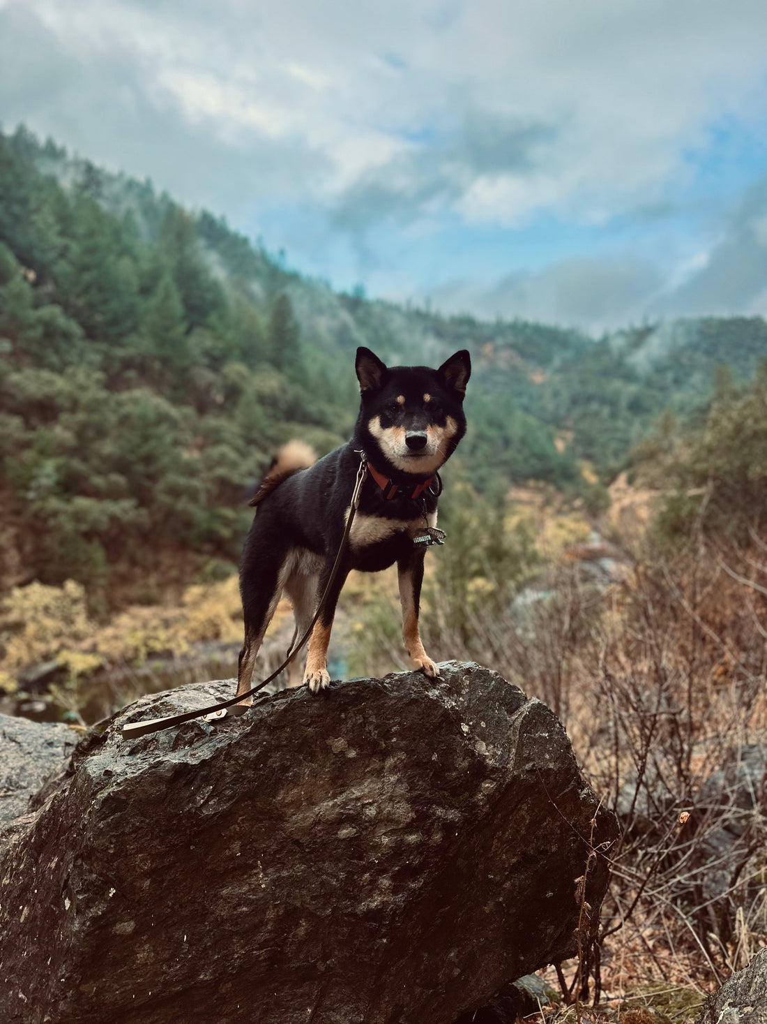 What Is Holistic Dog Care? A Beginner’s Guide