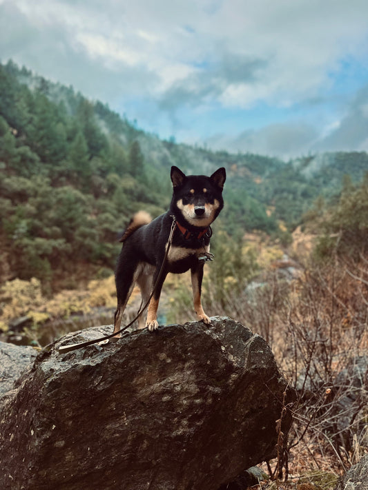 What Is Holistic Dog Care? A Beginner’s Guide