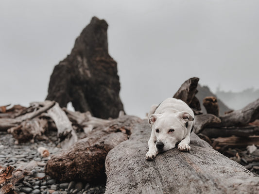 Harmonious VF: A Gentle, Herbal Way to Support Your Dog’s Anxiety Naturally