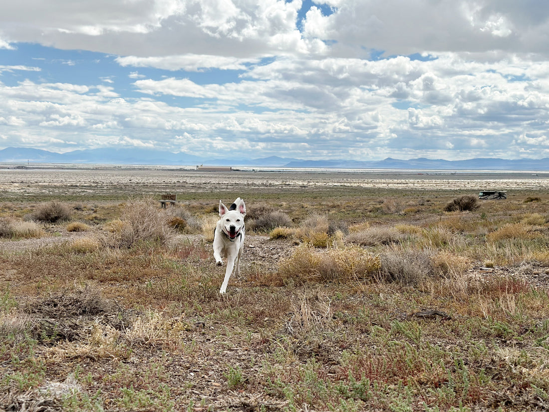Mellow Girl Hormone Harmony: Gentle Support for Spayed Female Dogs
