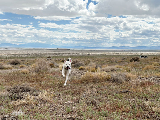 Mellow Girl Hormone Harmony: Gentle Support for Spayed Female Dogs