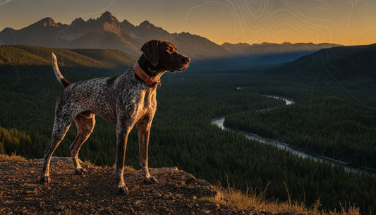 Best Food for Active Dogs with Sensitive Stomachs: Performance Without Compromise