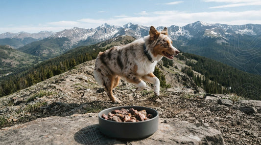 Best Food for Canine Athletes: Fueling Performance and Recovery in 2026