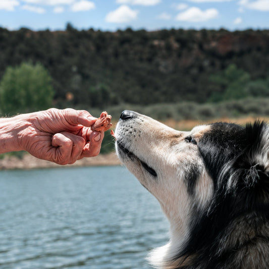 Best Freeze Dried Dog Treats for Performance and Adventure (2026)
