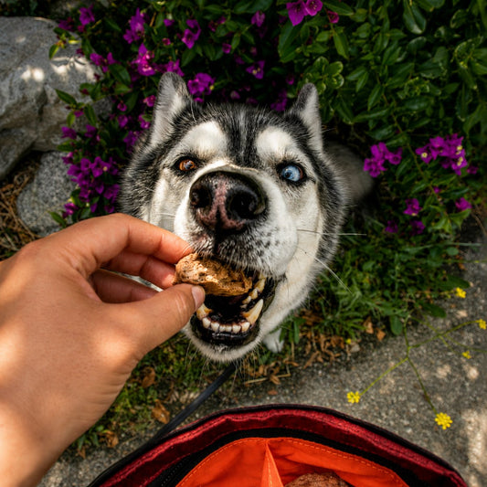 Premium Freeze Dried Treats for Dogs: Performance Fuel for Every Adventure