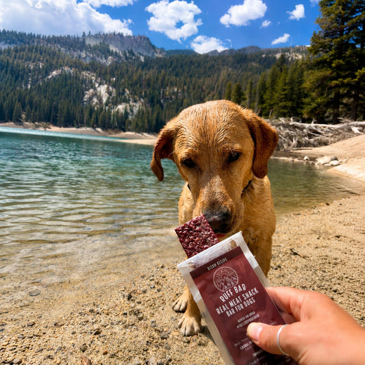 High Value Dog Treats: The Handler’s Guide to Performance Rewards