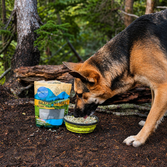 Dog Food Toppers for Hydration: A Tactical Guide for Performance Recovery