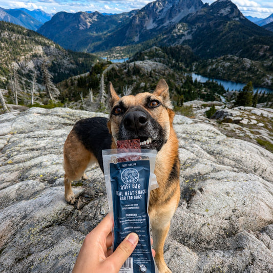 Digestive Support for Active Dogs: High-Performance Fuel Without the Gut Stress