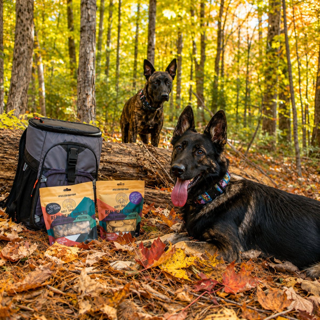 Grain Free Trail Treats for Active Dogs: Fueling Your K9 Adventure Partner in 2026