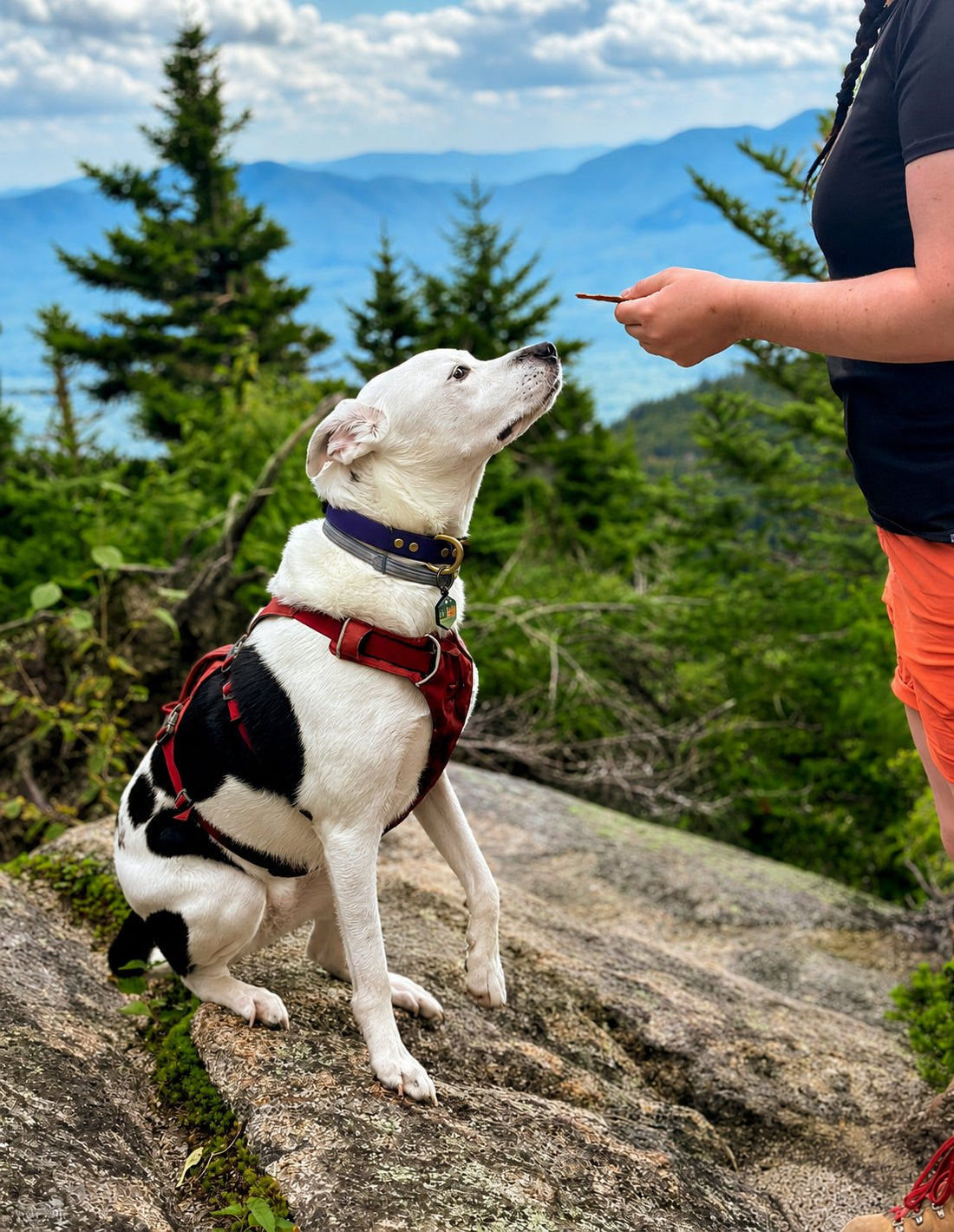 Can Dogs Have Cinnamon? Performance Nutrition vs. Pantry Risks (2026 Guide)