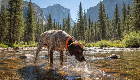 Cooling Proteins for Dogs: Managing Performance and Thermal Load Naturally
