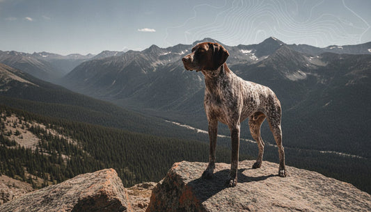 Digestive Support for Active Dogs: High-Performance Fuel Without the Gut Stress