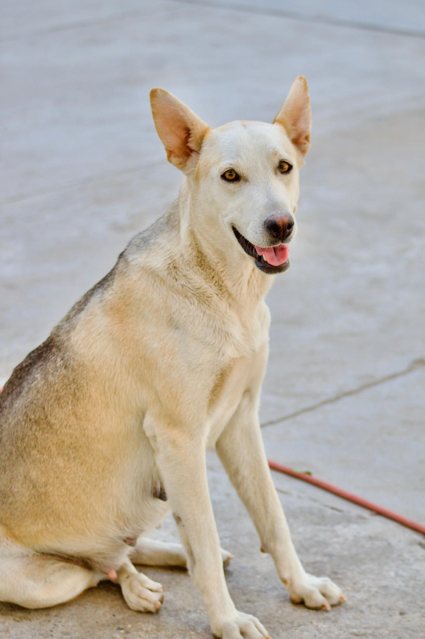 Spay & Neuter Isn’t One-Size-Fits-All: Understanding Your Options