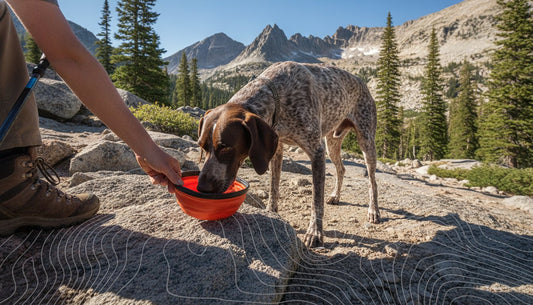 Dog Electrolyte Supplement: Performance Fuel for Trails