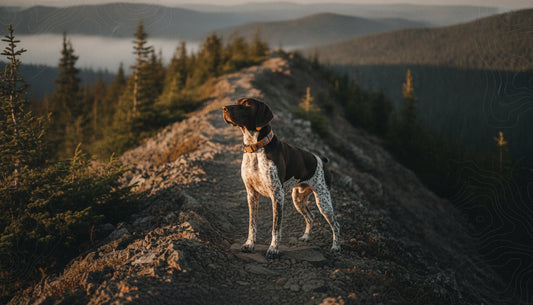 Dog Food Topper Digestion: Fueling the Engine of the Active K9