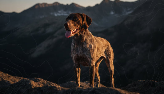 Dog Nutrition for Muscle Recovery: Fueling the K9 Athlete’s Repair Cycle