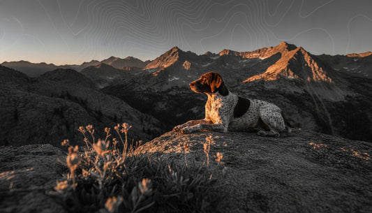 Herbal Inflammation Support for Active Dogs
