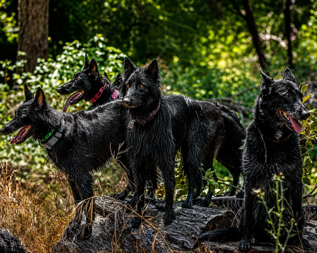 Performance Dog Food Supplements: Fueling the Modern K9 Athlete