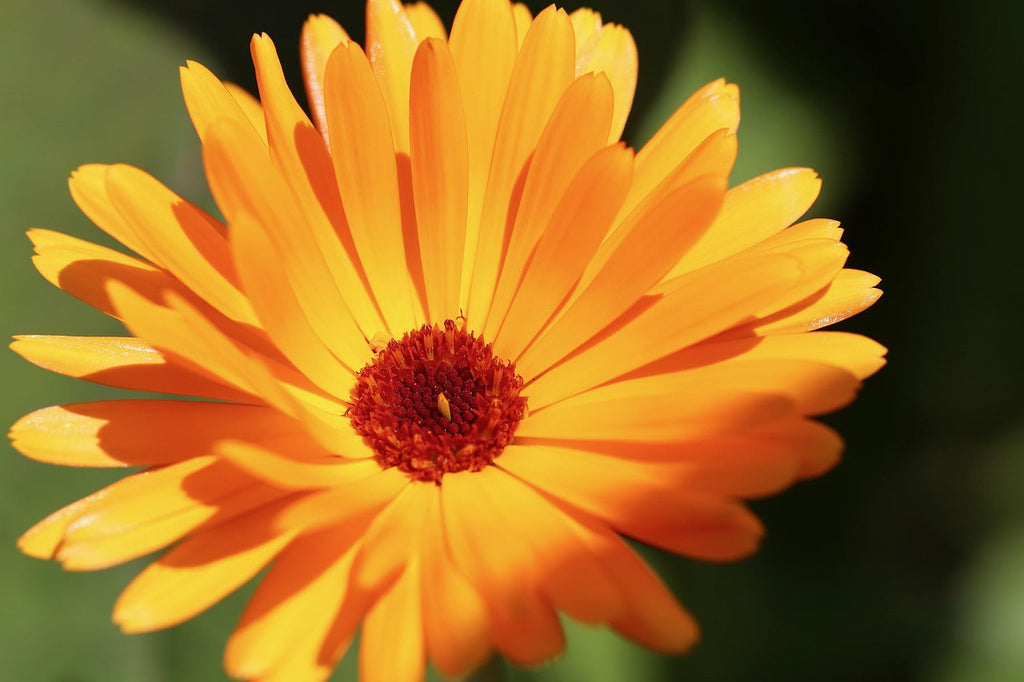 Calendula for Dogs: The Healing Power of the Marigold