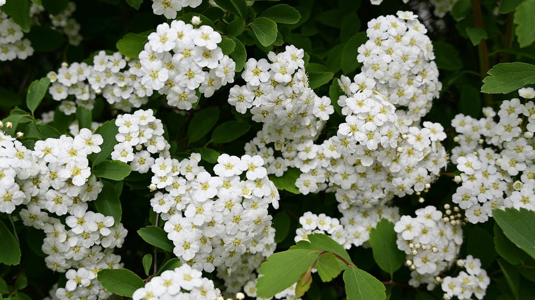 Meadowsweet: A Gentle Herbal Ally for Active Dogs