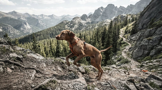 Weight Management for Sporting Dogs: Optimizing the Power-to-Weight Ratio