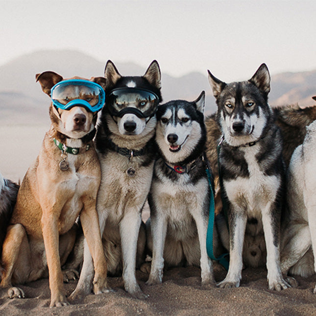 Real Meat natural healthy dog hiking treat power bars for dogs