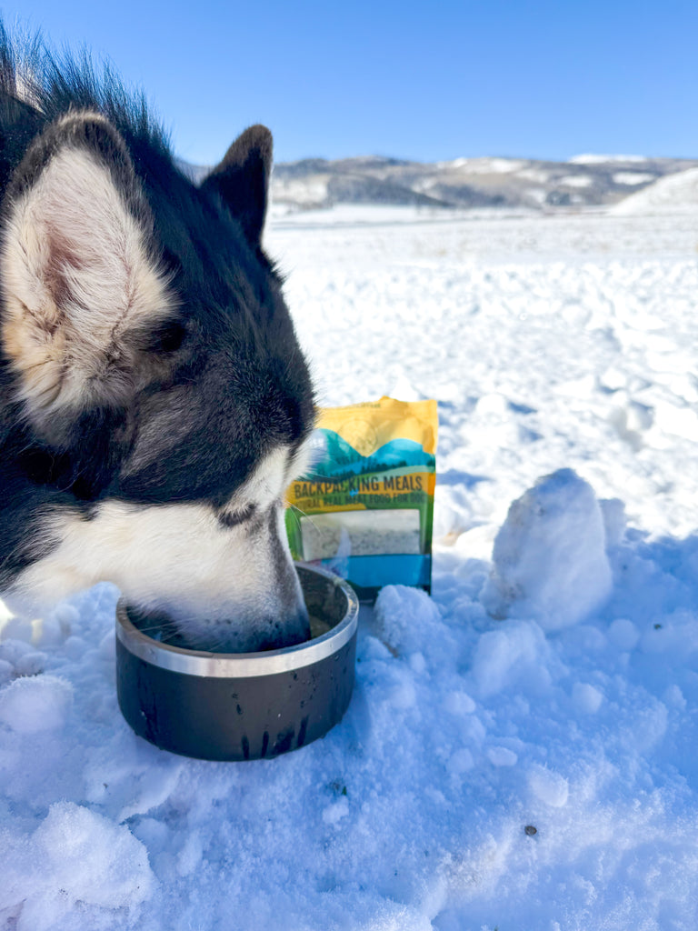 Malamute eating real meat no preservatives dehydrated backpacking dog food in snow