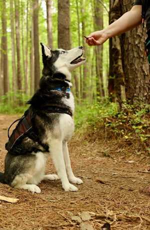 Ruff Bar - The First Adventure Protein Hiking Bar for Dogs